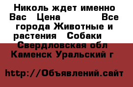 Николь ждет именно Вас › Цена ­ 25 000 - Все города Животные и растения » Собаки   . Свердловская обл.,Каменск-Уральский г.